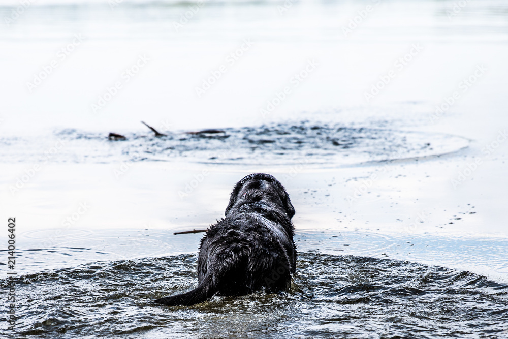 Fototapeta premium Duke