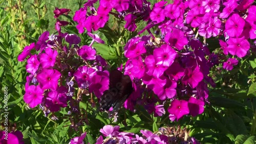 4K HD video of one black swallowtail, American swallowtail or parsnip swallowtail butterfly flapping wings non-stop drinking nectar from magenta colored flowers. photo