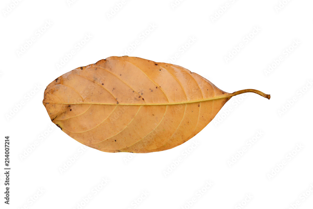 Yellow jackfruit leaf with water drops isolated on white background. Yellow jackfruit leaf with water drops isolated on white background.