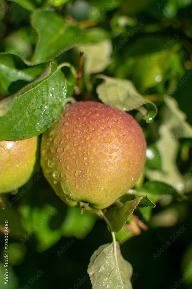 Apples riping on apple tree with rain grops, close up, new harvest