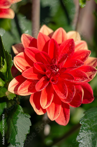 Fototapeta Naklejka Na Ścianę i Meble -  Colorful dahlia flowers in summer garden