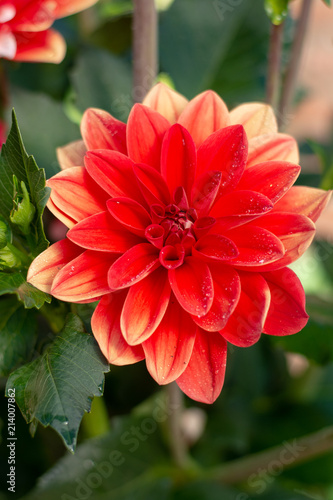 Fototapeta Naklejka Na Ścianę i Meble -  Colorful dahlia flowers in summer garden