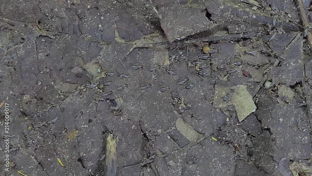 Crowd of termites are finding food before the rain falls in tropical rain forest. Animal behavior during the rainy season Crowd of termites are finding food before the rain falls in tropical rain forest. Animal behavior during the rainy season
