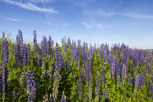 filed and blue sky