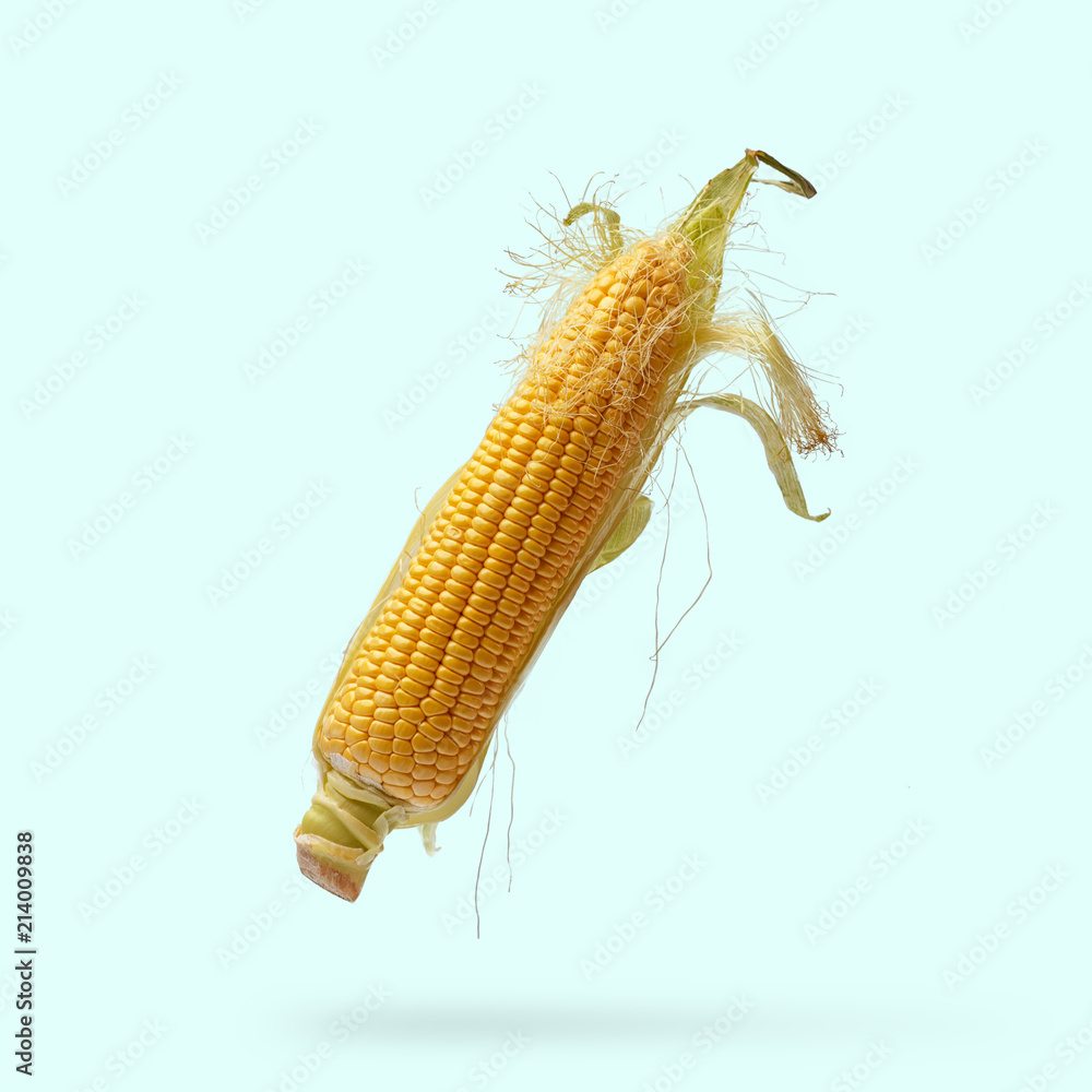 Corn on a light blue background Corn on a light blue background