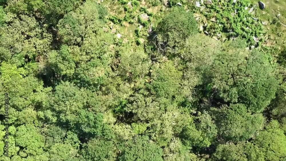 Birdseye aerial shot tracking forward across Wistman's wood to reveal rocks above the wood. Dartmoor, England Birdseye aerial shot tracking forward across Wistman's wood to reveal rocks above the wood. Dartmoor, England