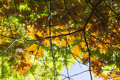 Autumn closeup © rsooll