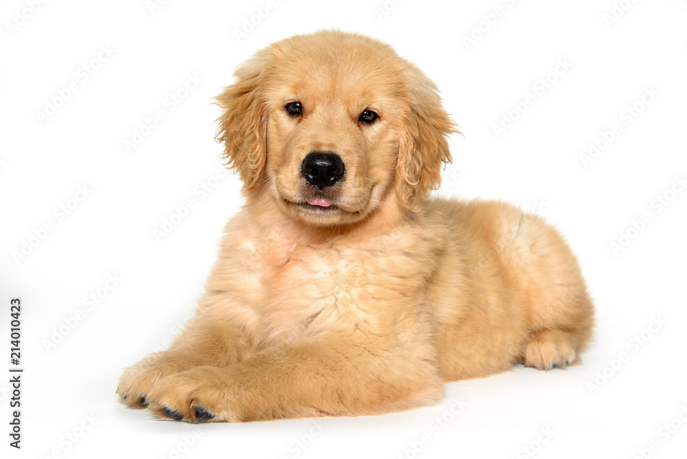 puppy golden retriever lying down on white background