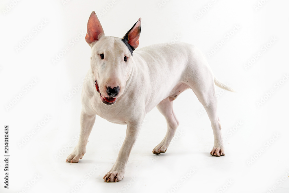 happy dog bull terrier standing on white background