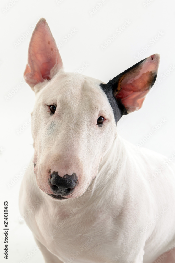 bull terrier face on white background