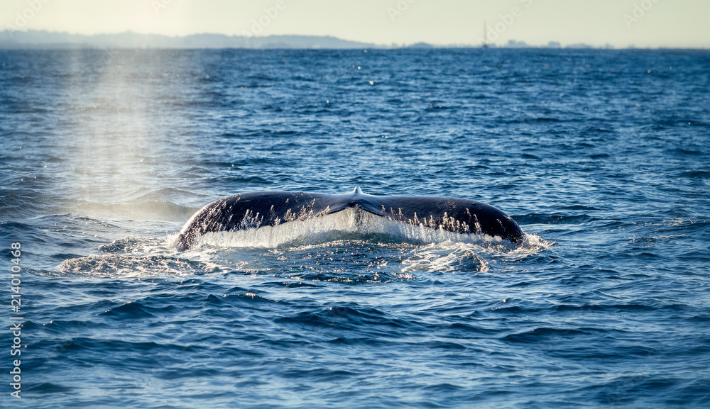 Fototapeta premium Tail of a large humpback whale at the surface of the ocean ready to dive