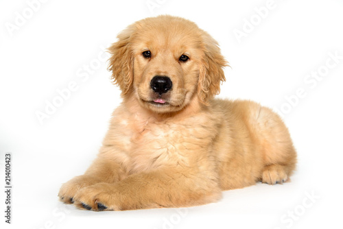 puppy golden retriever lying down on white background © Elayne