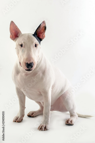 Foto dog bull terrier on white background