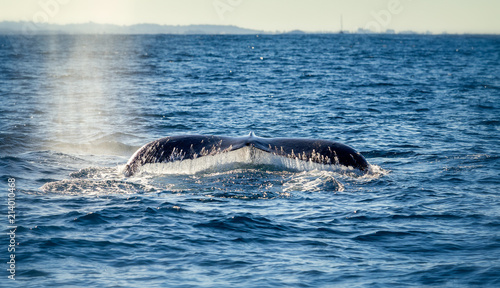 Tail of a large humpback whale at the surface of the ocean ready to dive