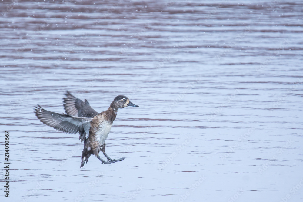 Duck in flight Duck in flight