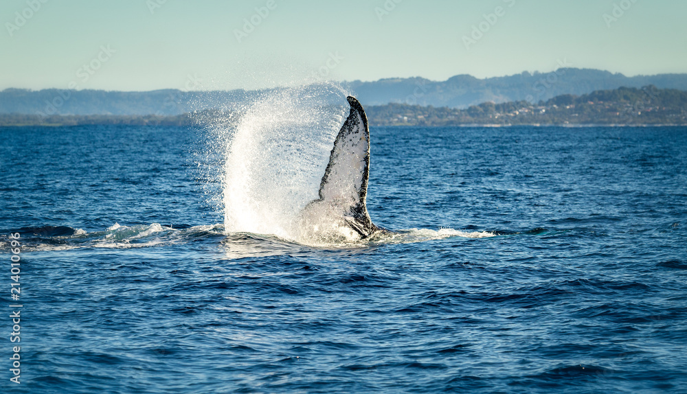 Fototapeta premium Humpback whale swinging its tail in the air and splashing water near Byron bay