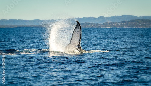 Humpback whale swinging its tail in the air and splashing water near Byron bay © Nicolas Faramaz