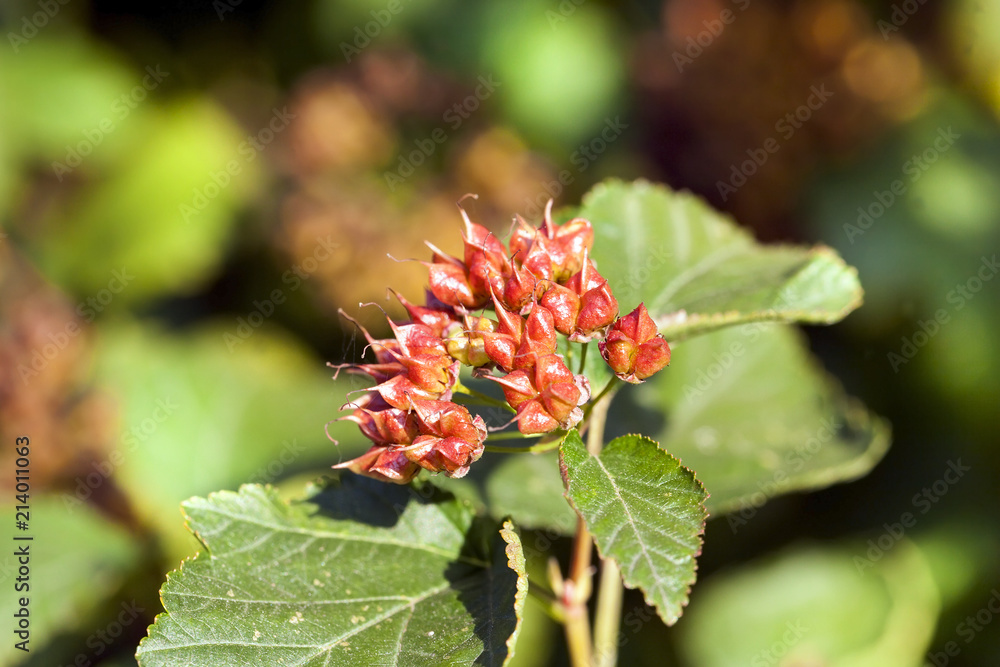 red inflorescences red inflorescences