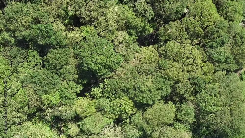 Birdseye aerial with rotation over Wistman's wood, a old ancient moorland oak forest. Dartmoor, England Birdseye aerial with rotation over Wistman's wood, a old ancient moorland oak forest. Dartmoor, England