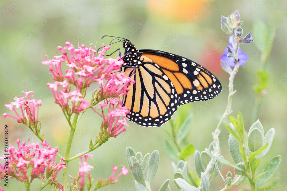 Photograph of a Monarch Butterfly feeding from pink flowers in the garden Photograph of a Monarch Butterfly feeding from pink flowers in the garden