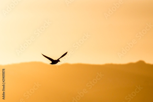 Bird in flight during sunset  © EG Images