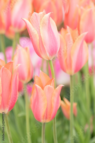 Photograph of pink and coral colored tulips growing in a field of tulips