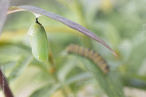 Photograph of a Monarch butterfly chrysalis on a Milkweed leaf with a Monarch caterpillar in the background photo