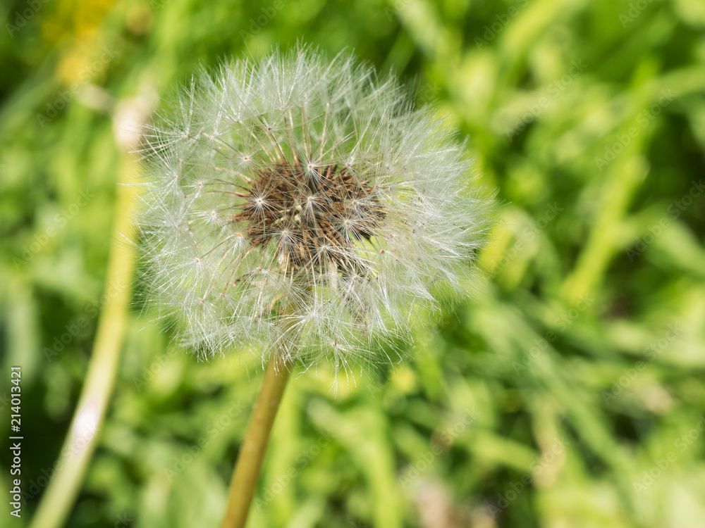 One ripe dandelion close-up in the open air One ripe dandelion close-up in the open air
