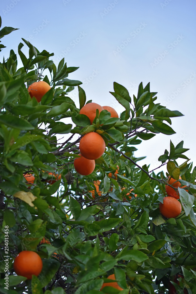 Oranges on Tree against Blue Sky