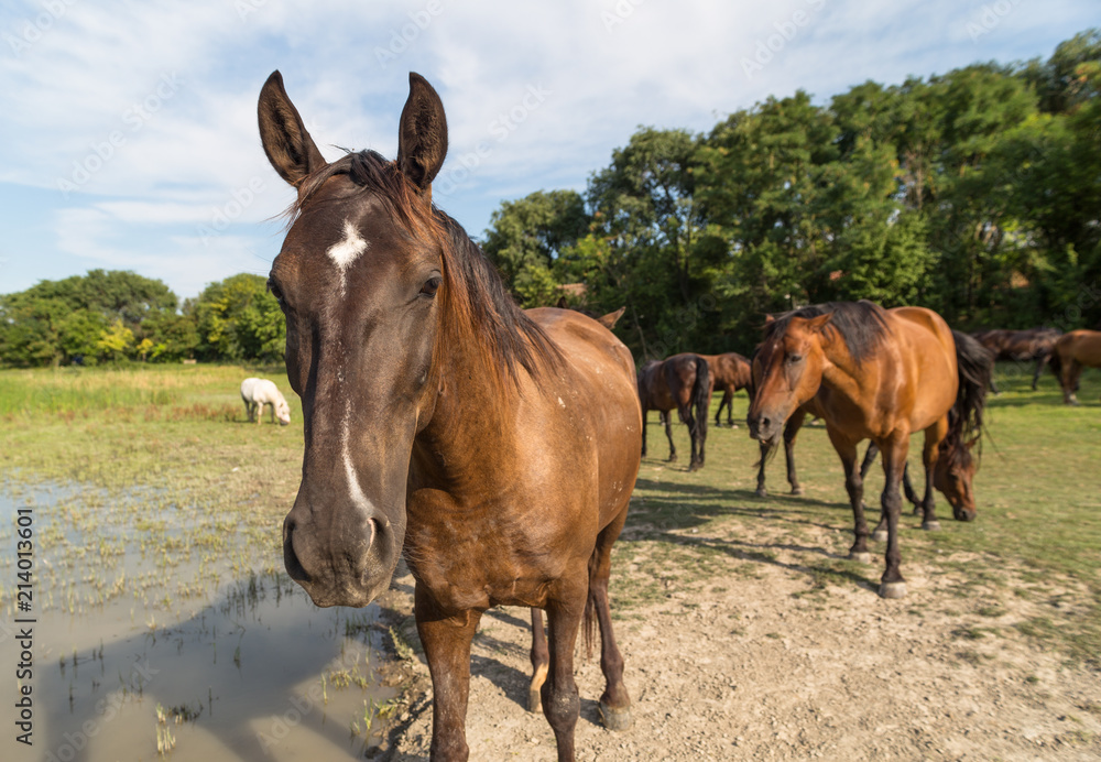 Horses on the meadow beside lake at animal shelter. Horses on the meadow beside lake at animal shelter.