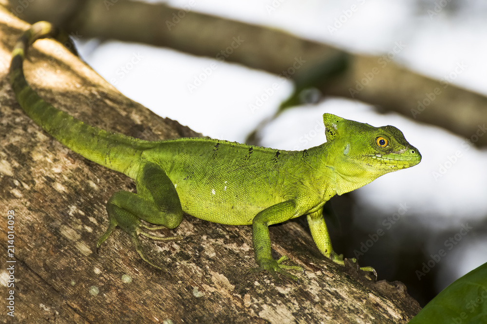 Close Up Profile Emerald Green Basilisk Lizard in Tree Close Up Profile Emerald Green Basilisk Lizard in Tree
