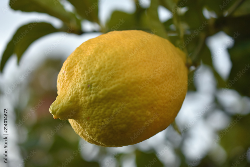 Picture Perfect Lemon on Tree