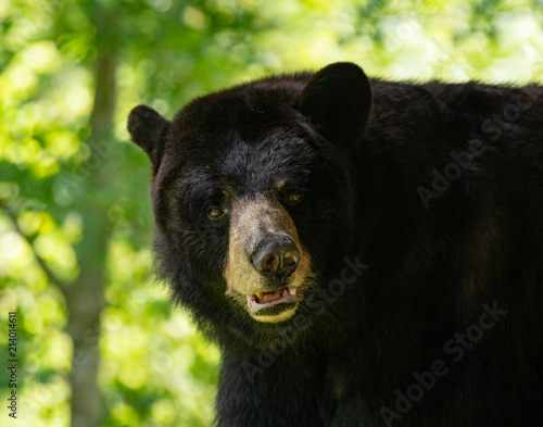Fotografie black bear has spotted you sneaking up