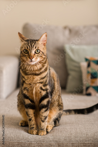 Fototapeta Naklejka Na Ścianę i Meble -  Domestic cat at home