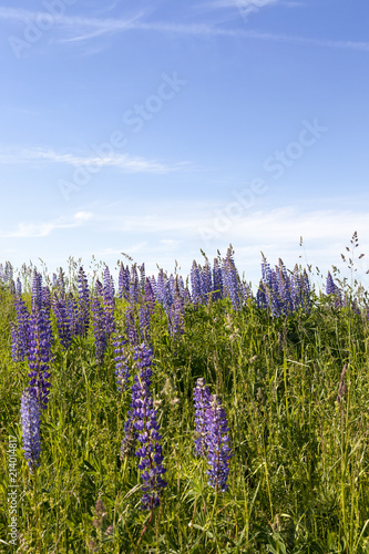 lupine and grass