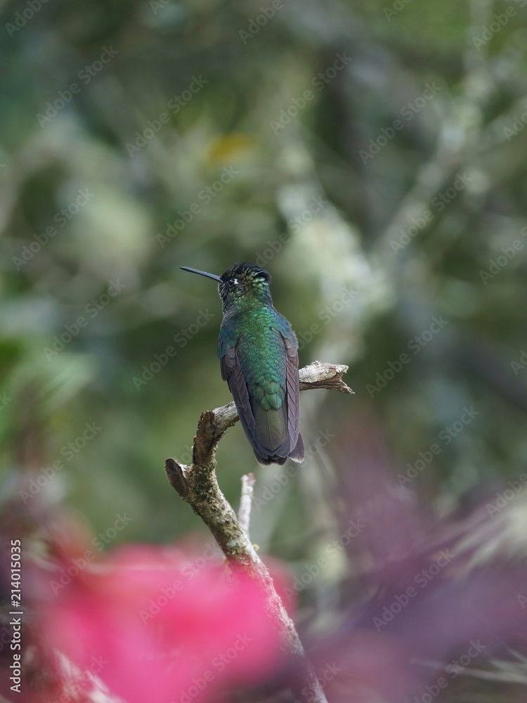 Fototapeta premium Vertical protrait of green-crowned brilliant sitting on a dry branch