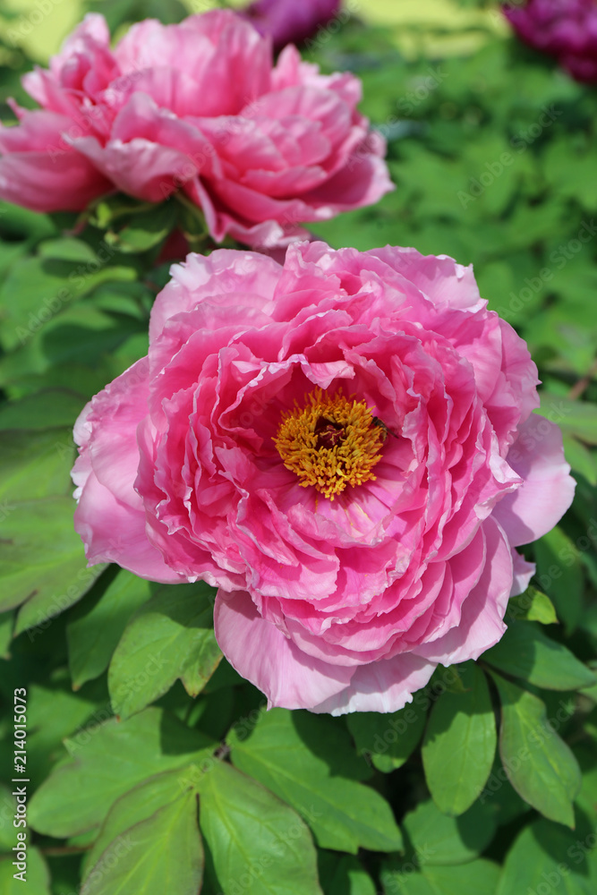 Obraz premium 牡丹の花