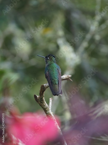 Vertical protrait of green-crowned brilliant sitting on a dry branch
