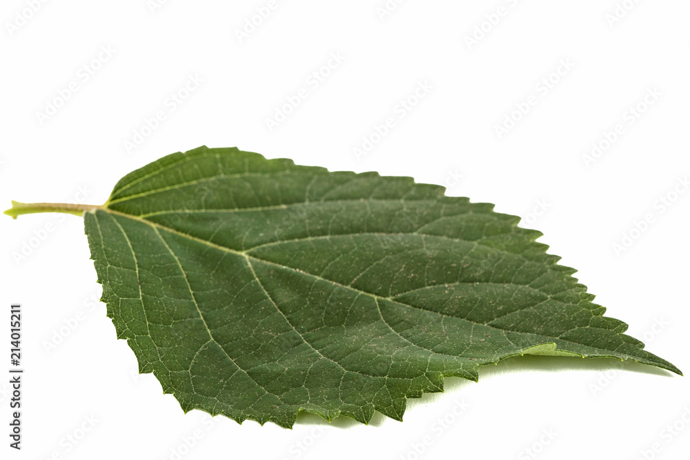 Leaf of hydrangea close-up, isolated on white background Leaf of hydrangea close-up, isolated on white background