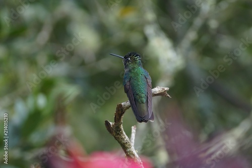 Green-crowned brilliant sitting on a dry branch