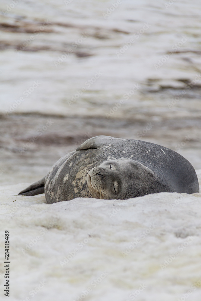 Obraz premium Weddell seal resting on ice