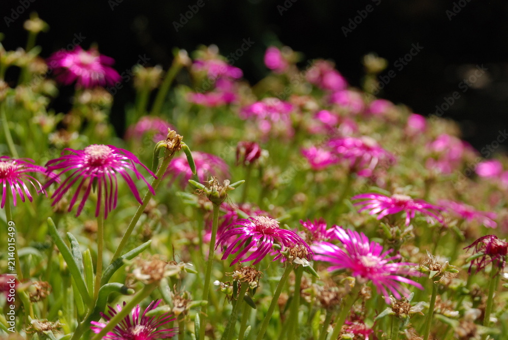 Fototapeta premium Portulaca grandiflora, pourpiers