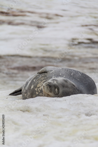 Weddell seal resting on ice