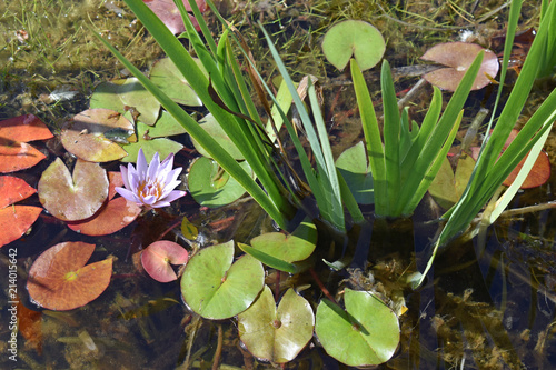 Colorful Lily Pond #2