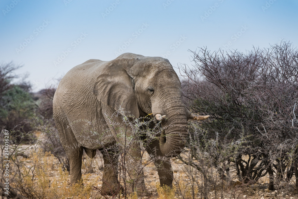 Fototapeta premium large bull elephant grazing on bush - Etosha, Namibia
