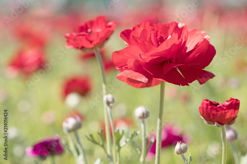 Photograph of a field of red Ranunculus flowers