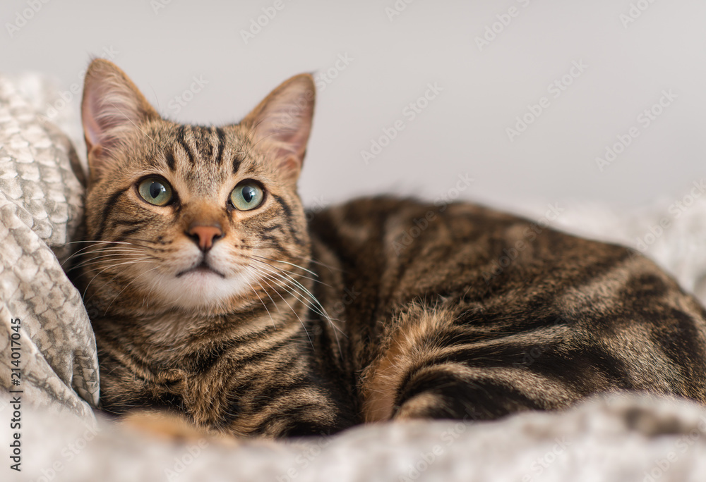 Beautiful domestic cat at home