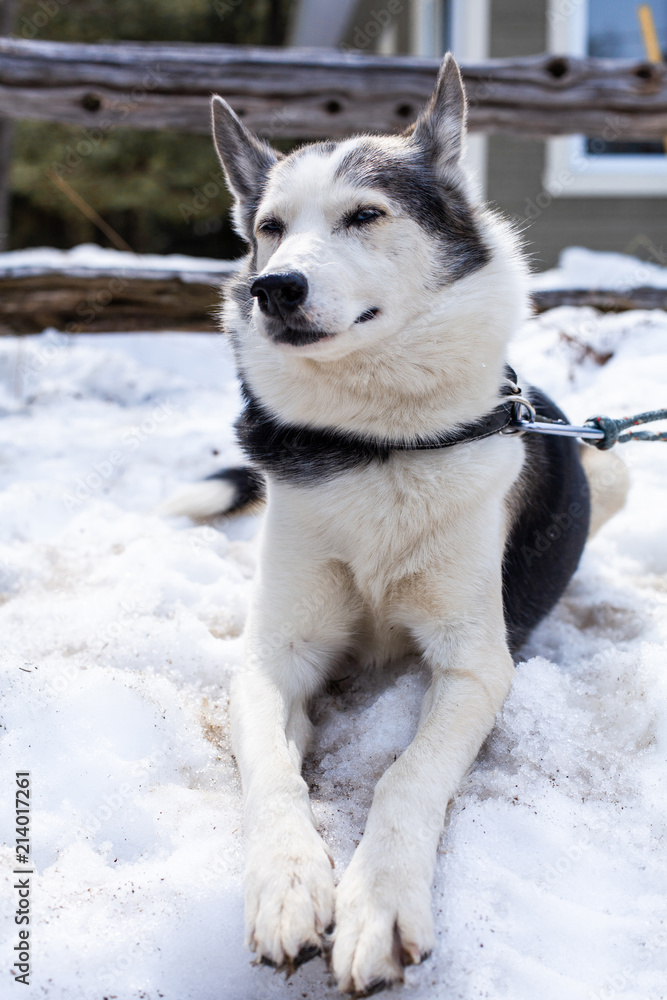 Lazy alaskan husky dog lays in the snow and enjoys the sun with his eyes half closed