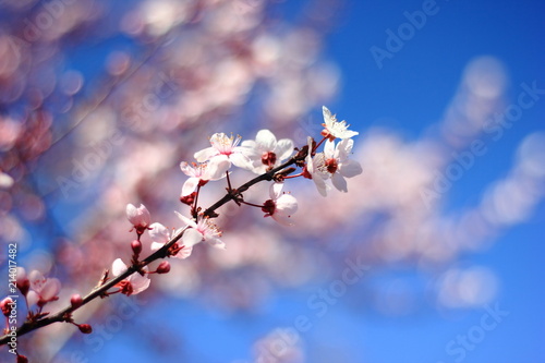 Cherry tree blossom closeup