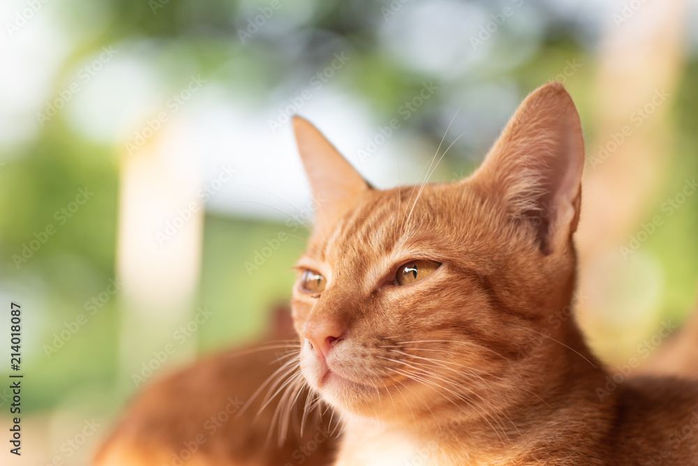 Ginger cat looking something, pet at home Ginger cat looking something, pet at home